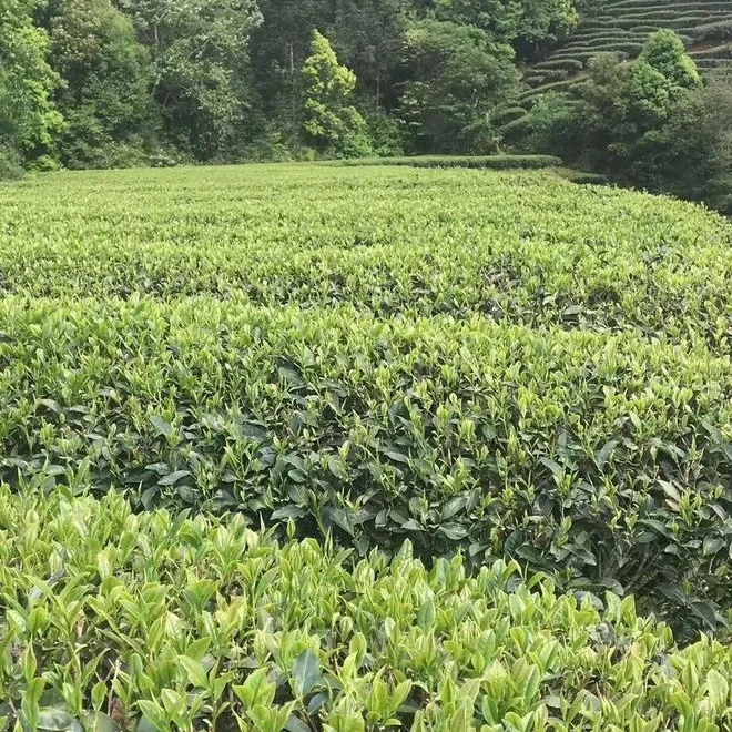 【古叶天祥】大红袍福建武夷岩茶乌龙茶50g