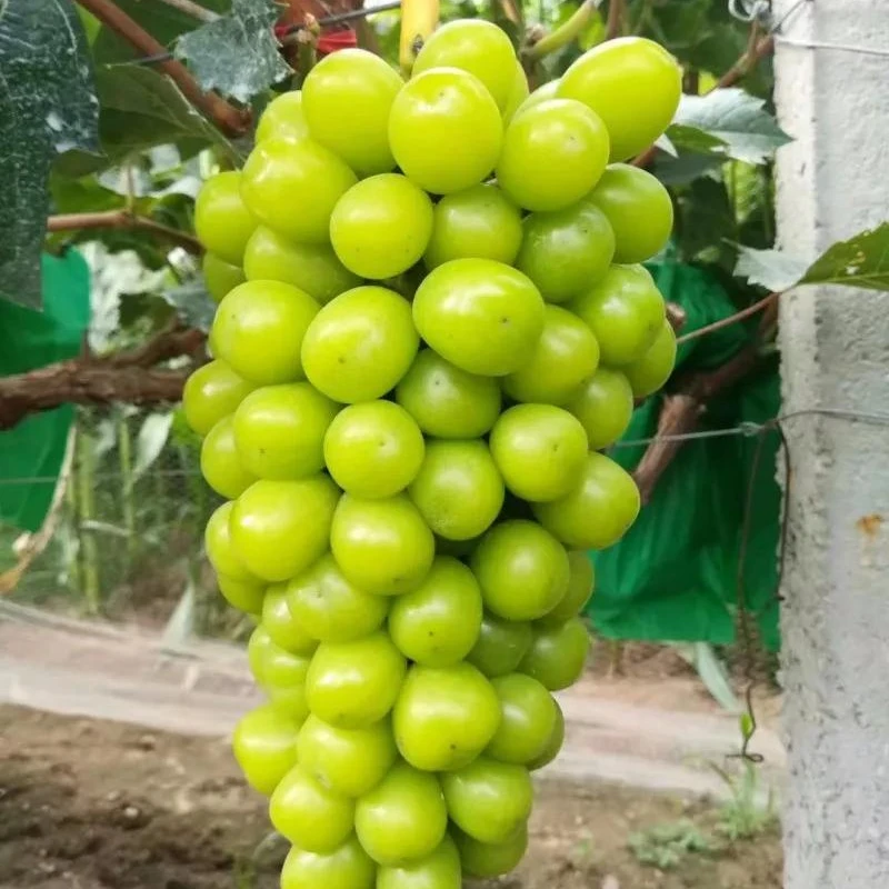 【111】嫁接苗葡萄苗南北方种植盆栽地栽庭院阳台种植耐寒耐热