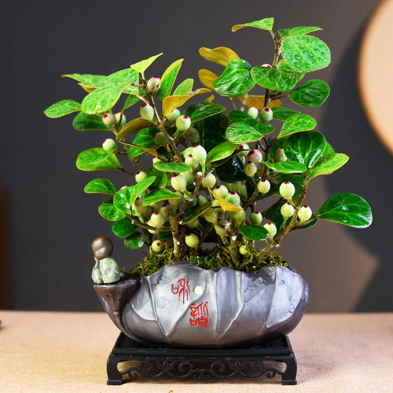 佛缘菩提树AAA级苗情满带果子鲜活室内桌面四季好养观果懒人绿植
