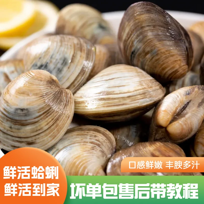 连云港新鲜大蛤蜊美贝 鲜活无沙肉质鲜嫩贝壳花蛤贝壳 5斤/10斤