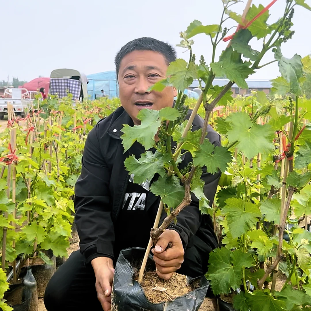 【带果葡萄苗】果树苗育苗基地原产地果园阳台庭院南北方盆地栽种植