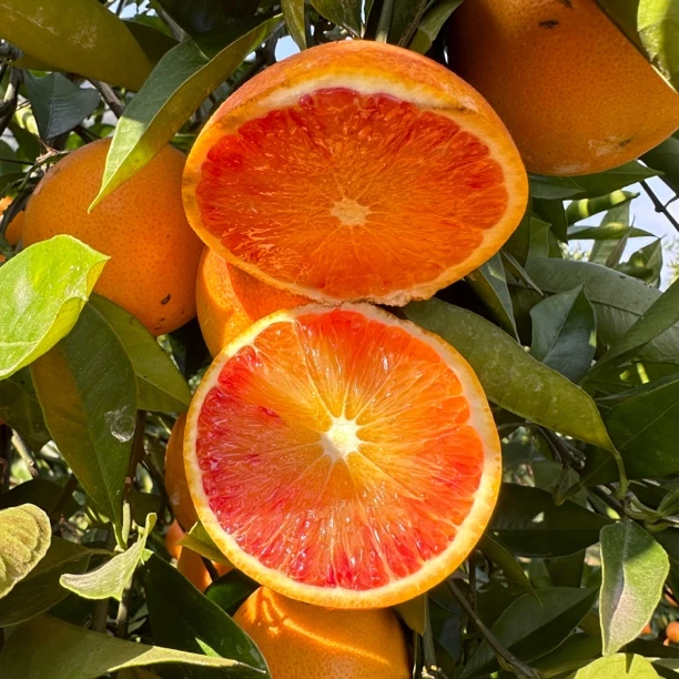 血脐新鲜橙子重庆血橙新鲜老品种现摘现发血橙时令水果 5斤/9斤