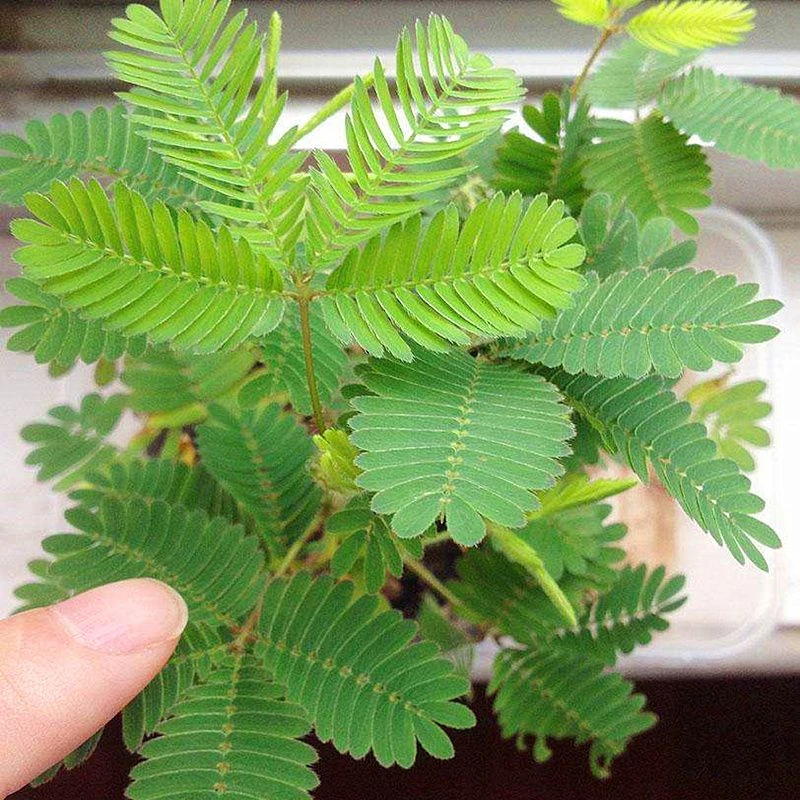 四季含羞草种子种籽小盆栽植物室内绿植草籽草种趣味害羞草孑