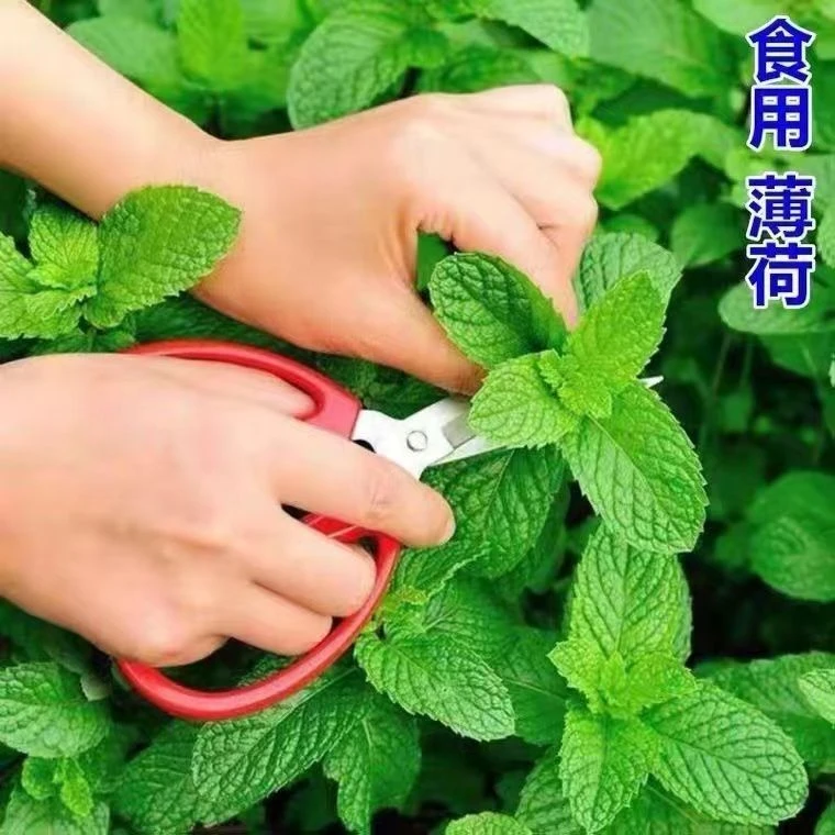 可食用薄荷驱蚊虫植物花草四季阳台室内外耐热花卉盆栽薄荷庭院