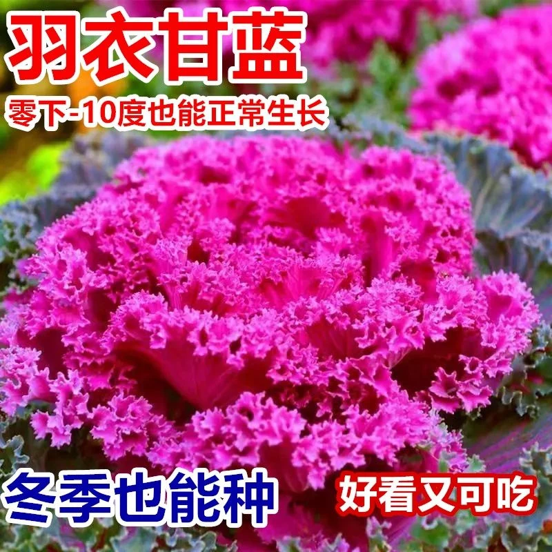 紫色羽衣甘蓝花种子紫红雨衣叶牡丹可观赏可食用甘蓝四季耐寒甘兰