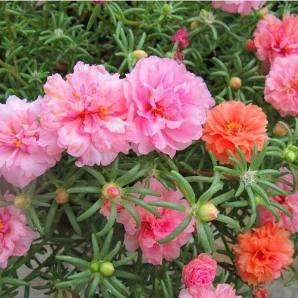 重瓣太阳花花种子花籽室内花卉活室外种孑花种籽子