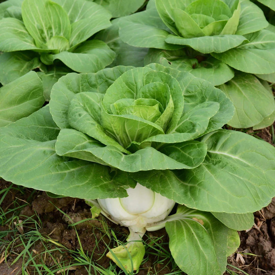 矮冠1号种子杂交矮脚黄奶白菜种籽蔬菜基地露地大棚种植四季种植