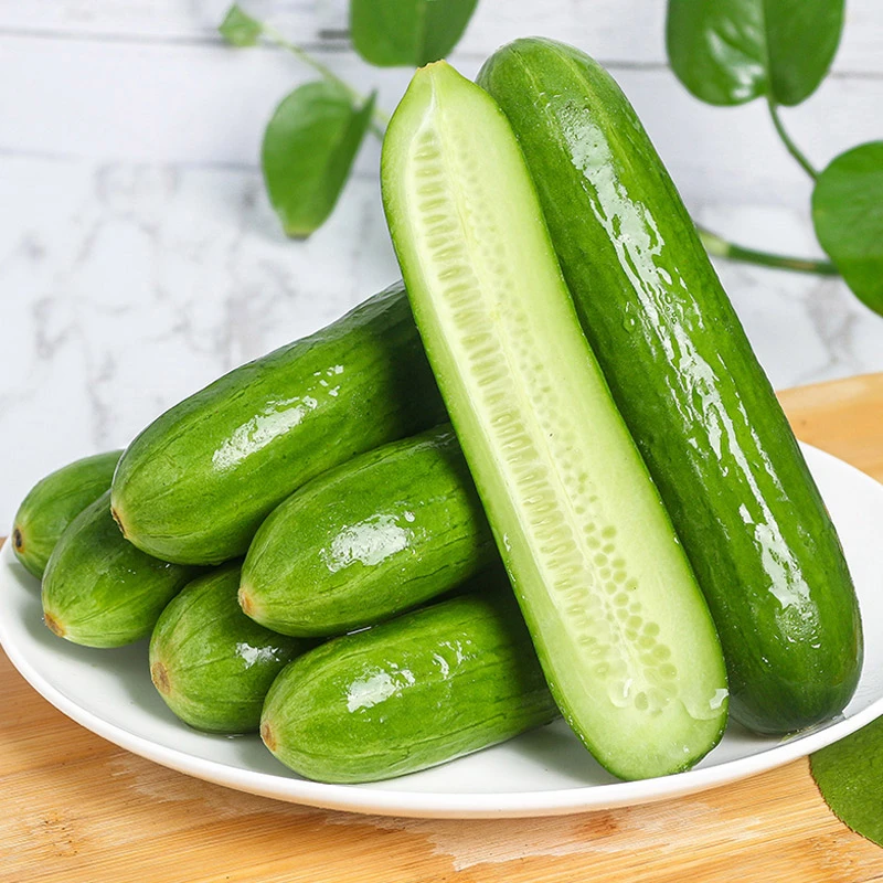 山东水果黄瓜3/5斤新鲜小青瓜生吃即食时令荷兰蔬菜农家现摘现发L