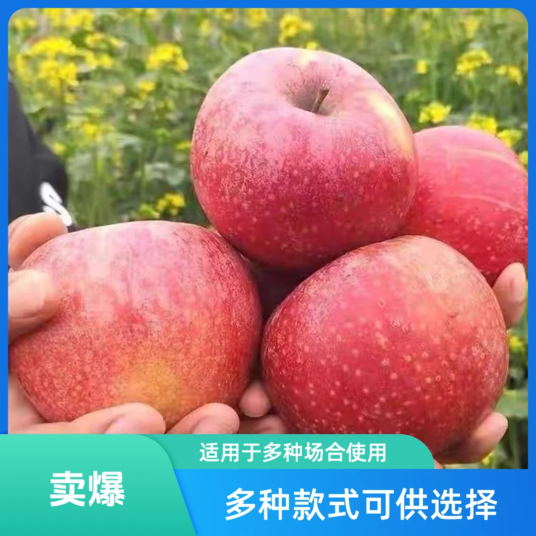 云南昭通正宗冰糖心苹果新鲜应当季水果现摘红富士萍果整箱1