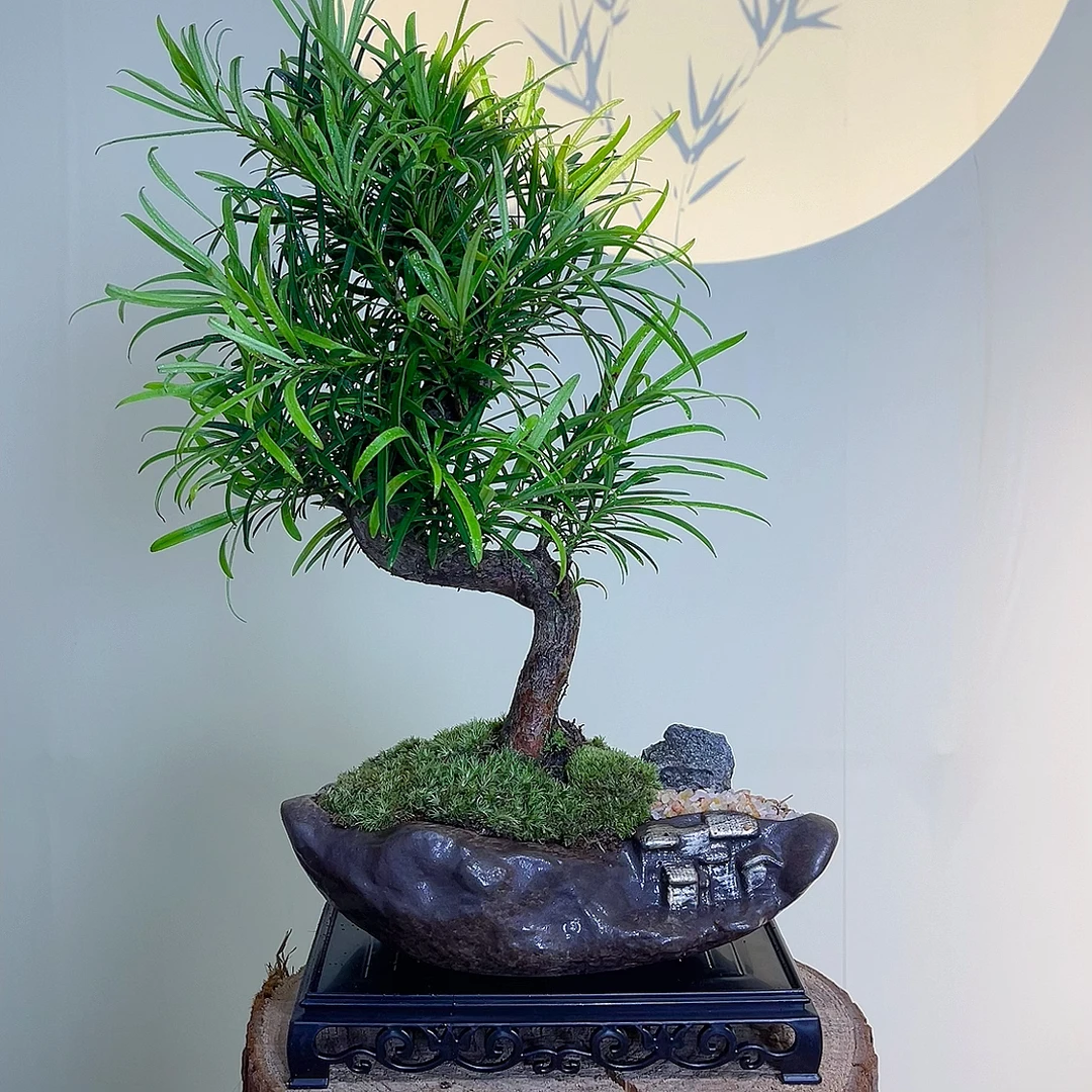 罗汉松迎客S弯造型树桌面室内绿植物文人盆景办公室中式组合盆栽