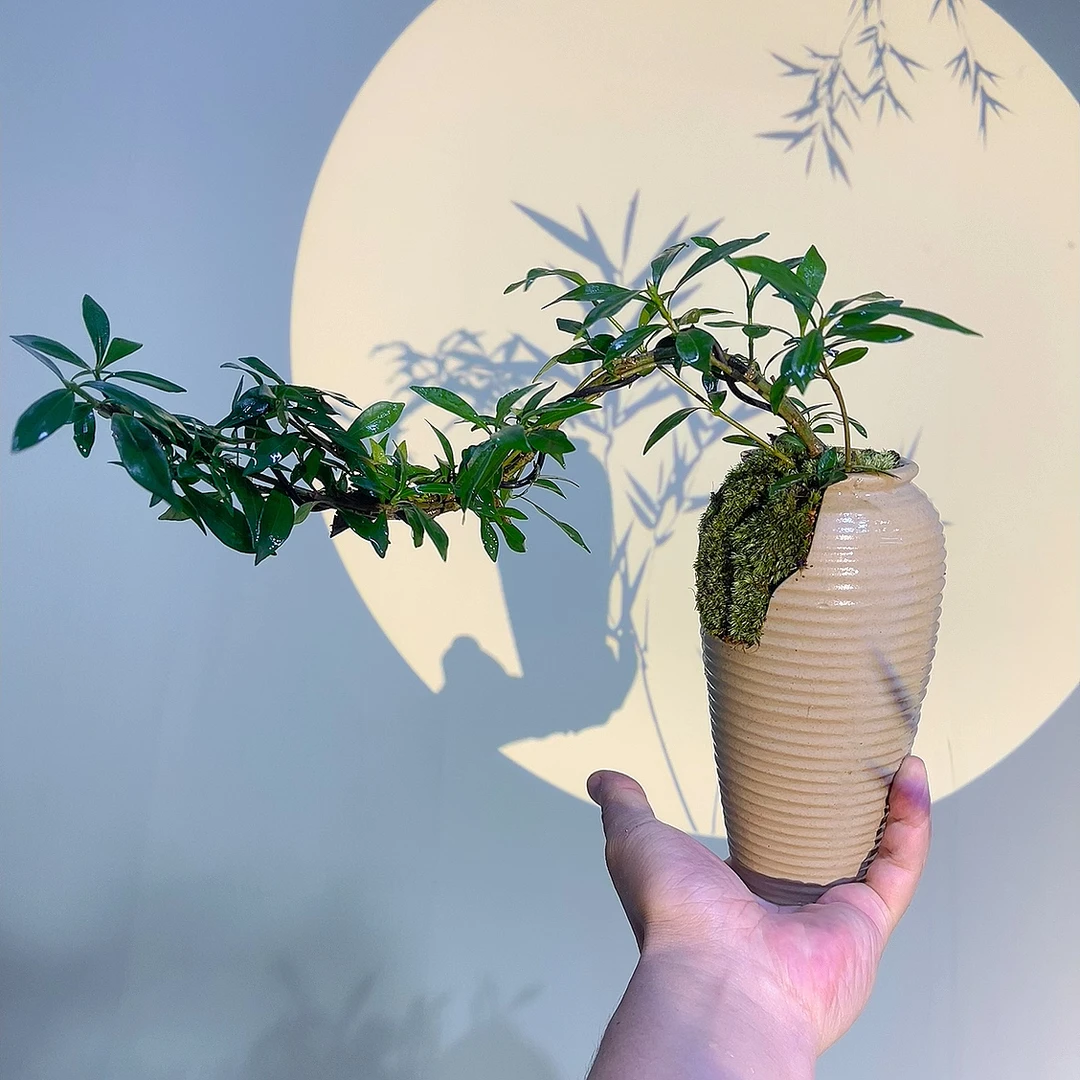 海岛悬崖栀子花飘枝精致茶室办公前台桌面客厅美观白色花卉绿植物