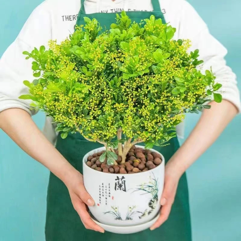 米兰浓香型花盆栽室外阳台客厅易活植物四季常青芳香净化空气花卉