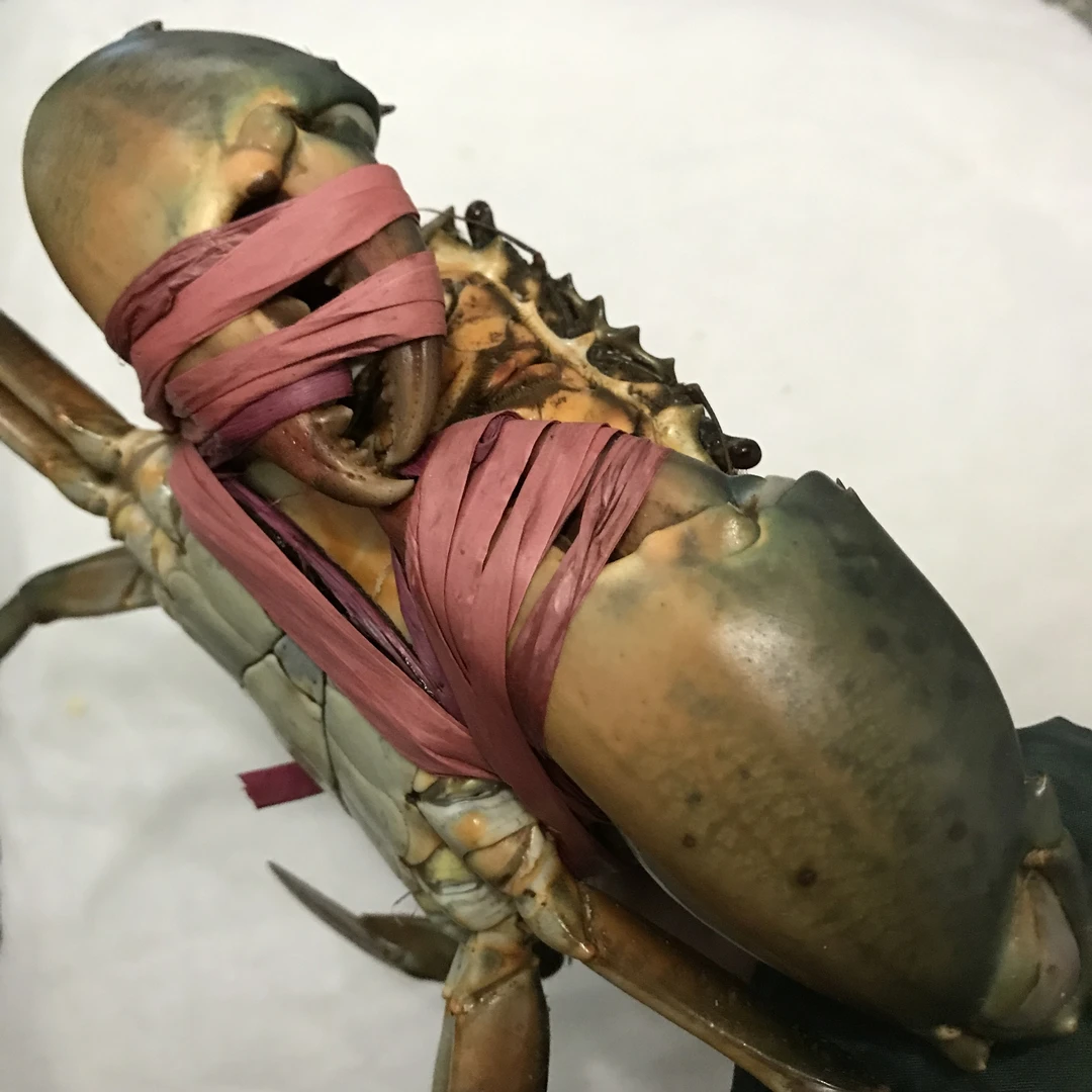 【公母混搭2斤装】膏蟹公母青蟹螃蟹海鲜活蟹红鲟菜鲟包活膏多肉多