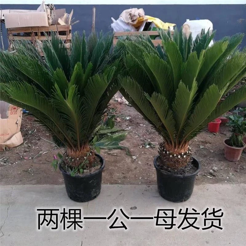 铁树树苗植物室外大型绿植盆景多头名贵室内四季常青公母盆栽花卉