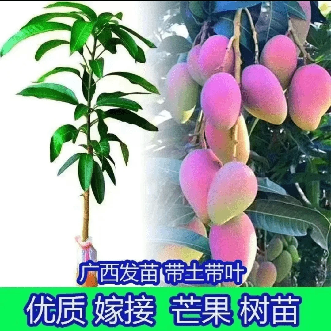优质四季芒果树苗金煌芒桂七嫁接壮苗盆栽地栽带土带叶发货种植