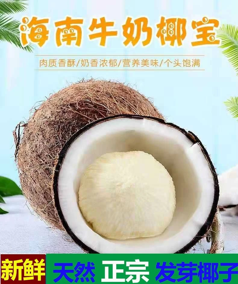 海南椰子心椰宝350克以上发芽椰子芯牛奶椰老椰椰子盅海皇煲汤