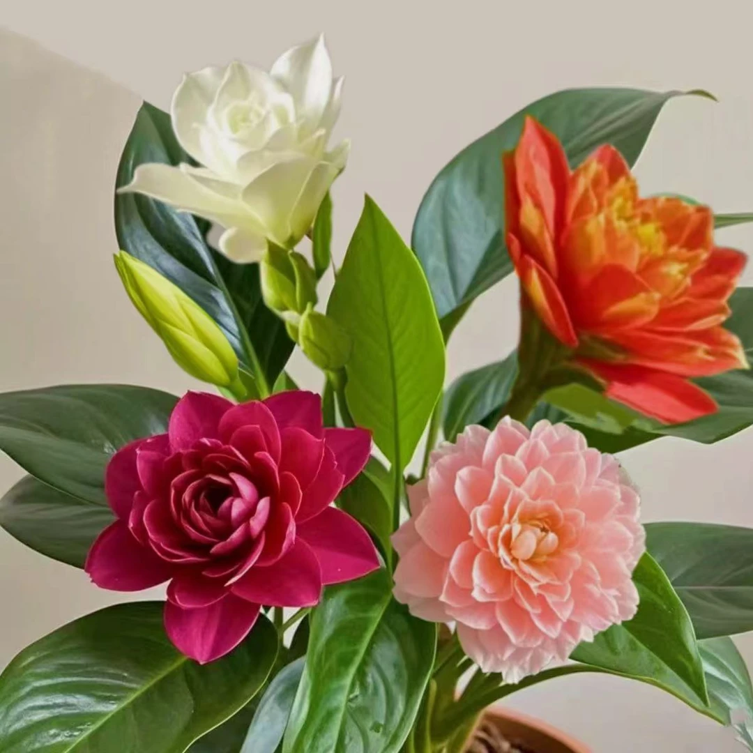 【多色】新品大叶金钻盆栽绿公主办公室客厅浓香型四季开花卉绿植物