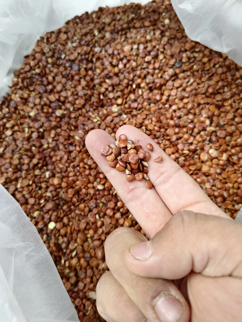 边城土味----酸枣仁