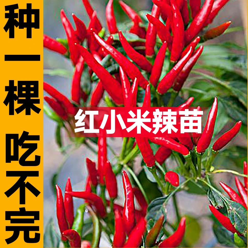 爆辣红小米辣苗秧带土球白玉小米辣朝天椒魔鬼椒美人椒线椒辣椒苗