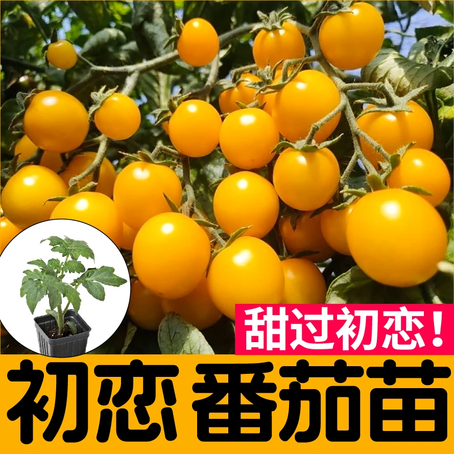初恋番茄苗秧小黄樱桃珍珠西红柿种苗四季盆栽阳台带土圣女果种籽