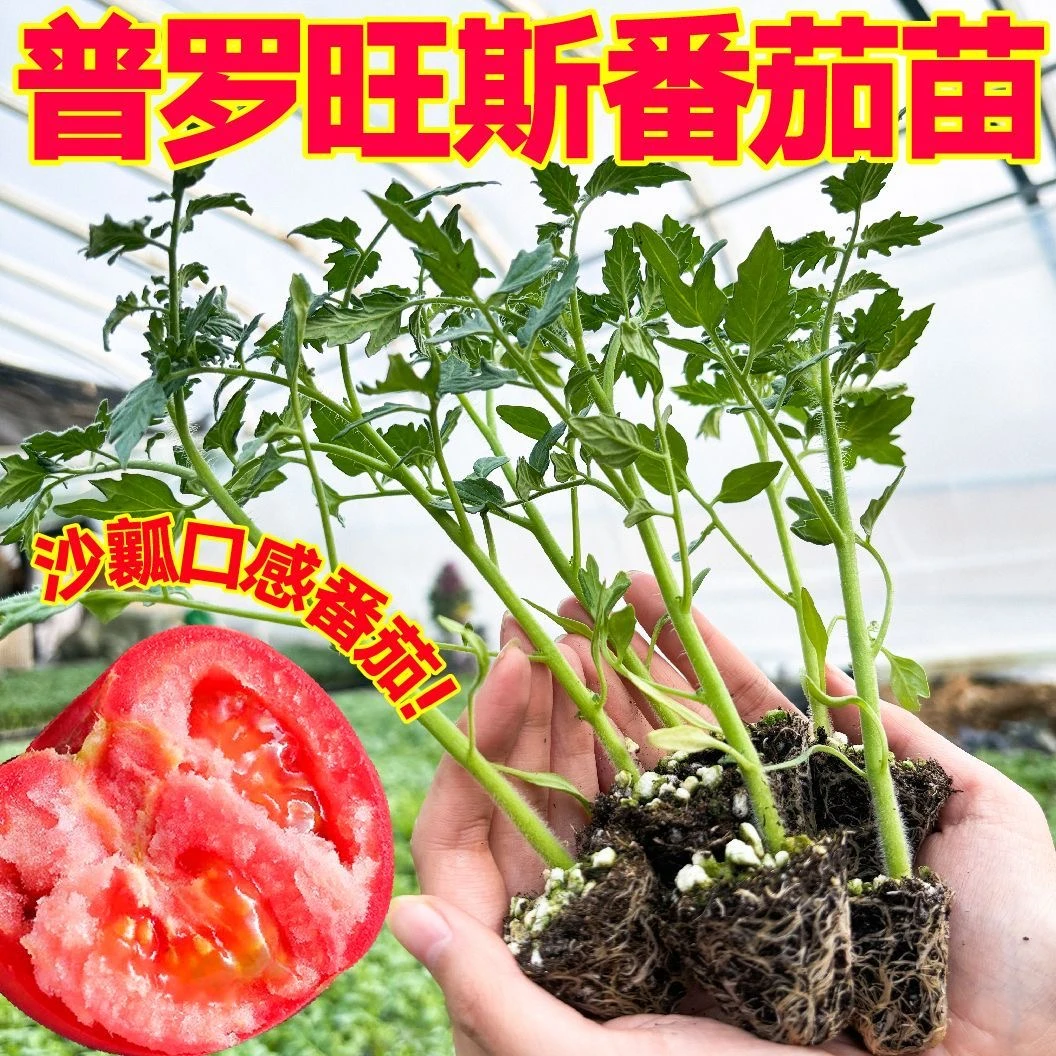 沙瓤口感番茄普罗旺斯番茄苗秧带土球大粉西红柿种子四季盆栽寿光