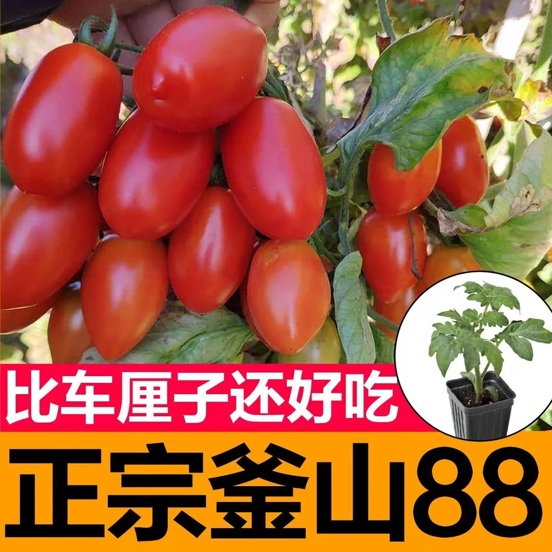 带土釜山88圣女果番茄苗秧种子樱桃小番茄西红柿春秋四季阳台盆栽