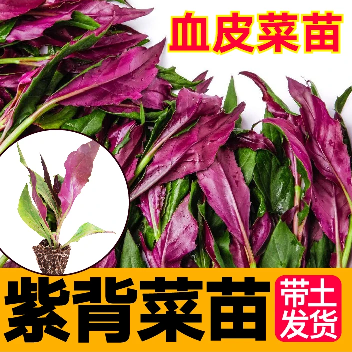高产紫背天葵秧苗野生血皮菜红凤菜观音菜秋海棠龙虎叶菜苗盆栽