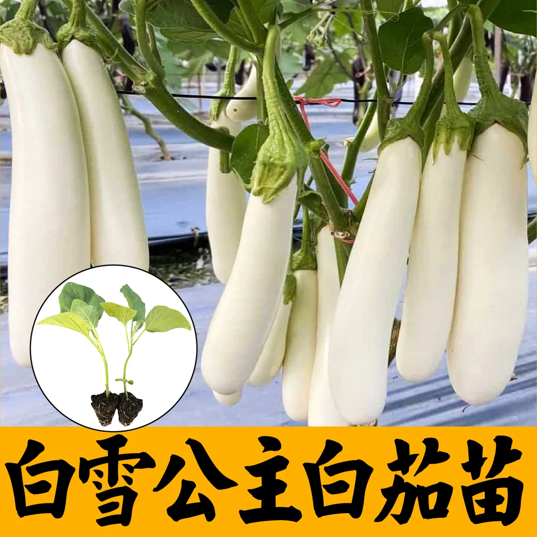 香糯好吃白雪公主长茄子苗秧种苗白色茄子嫁接紫黑长圆茄阳台盆栽