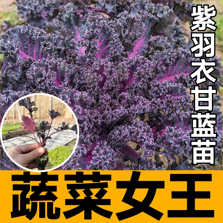 蔬菜女王紫色羽衣甘蓝苗秧带土球四季盆栽紫绿粉羽衣甘蓝种苗