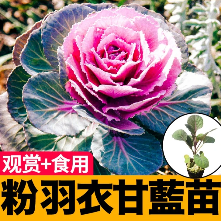 耐寒观赏食用粉羽衣甘蓝秧苗带土绿紫羽衣种苗春秋四季盆栽籽美观