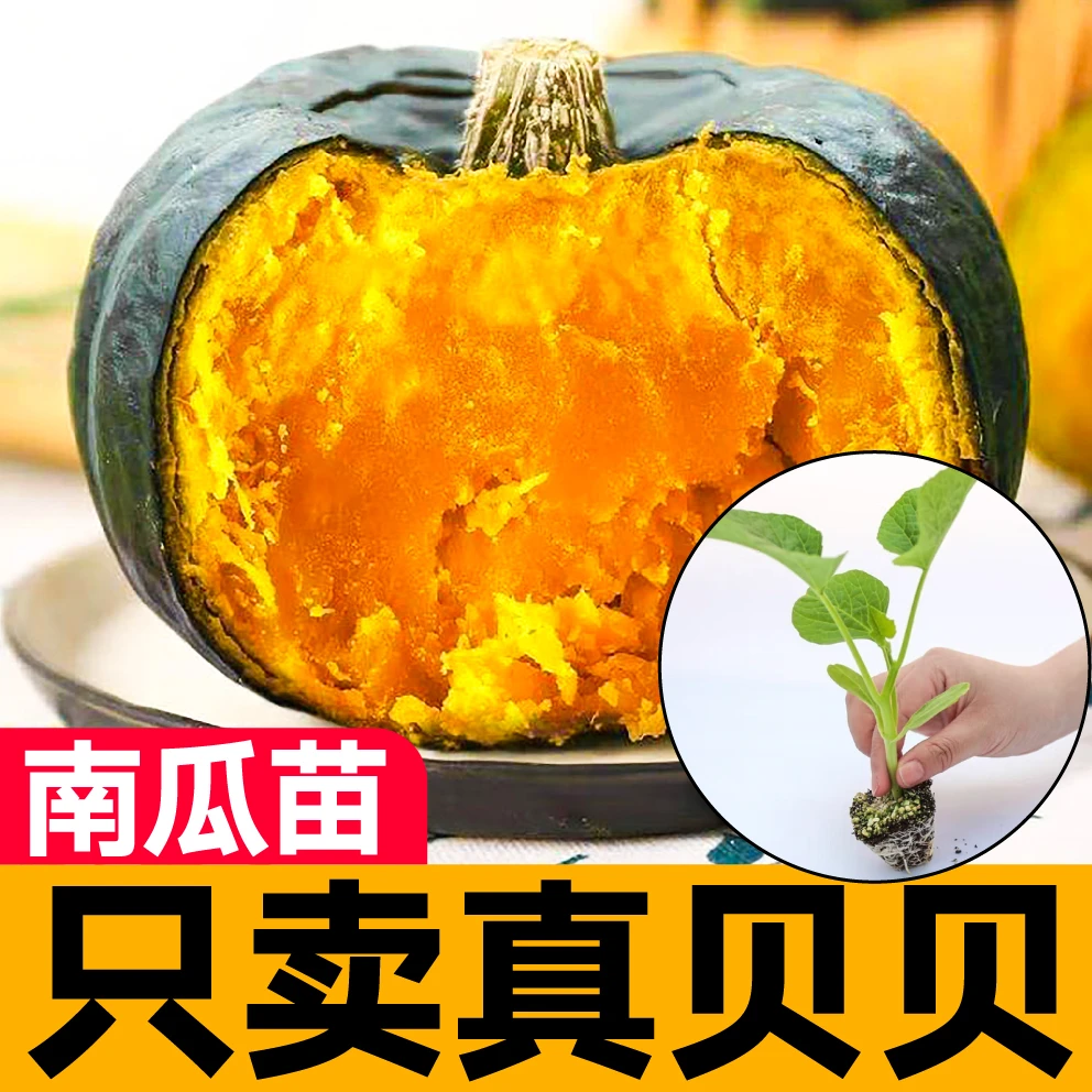 正宗真贝贝南瓜苗秧带土板栗味绿黄红栗奶油南瓜种苗春秋四季盆栽