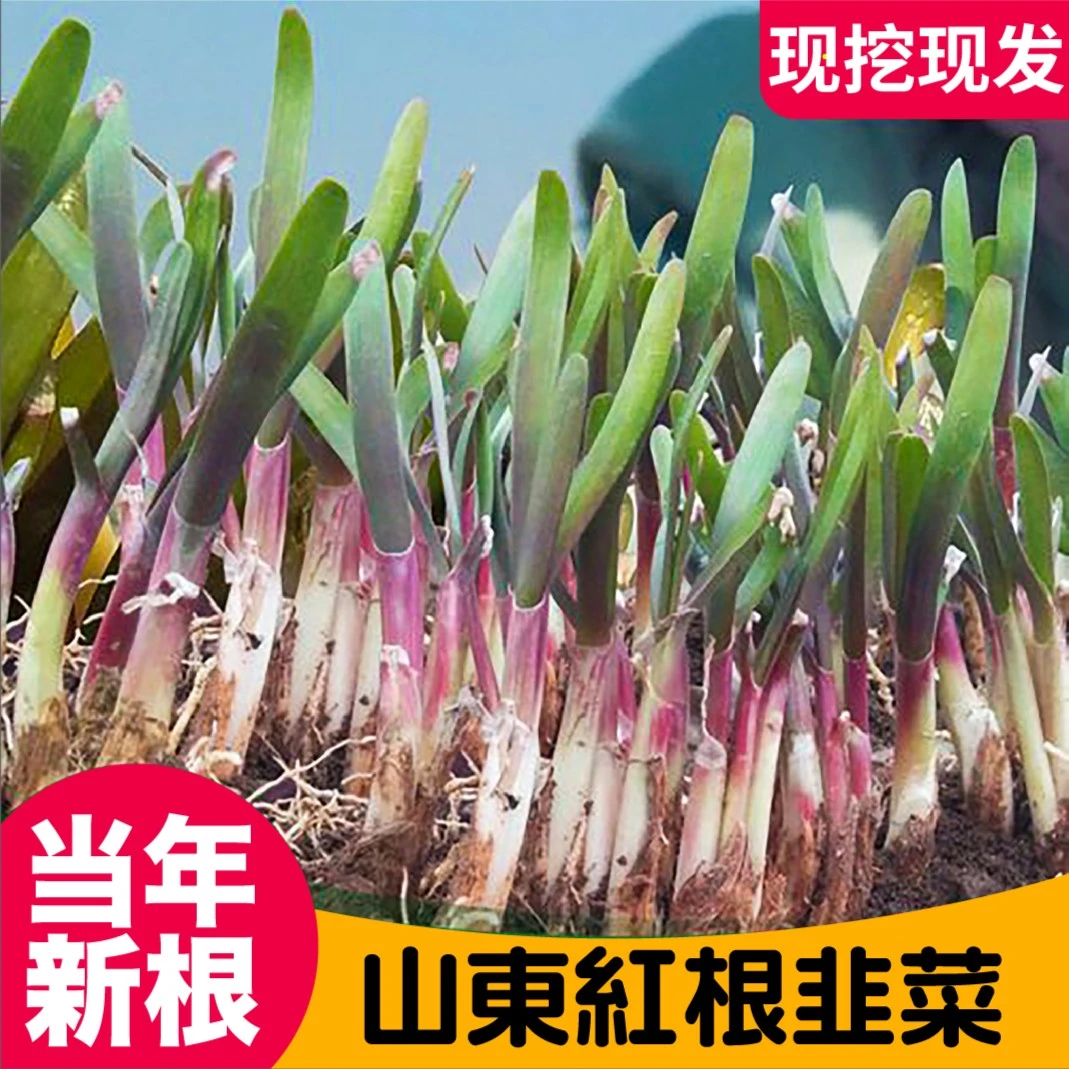山东红根韭菜现挖现发新根宽叶小香韭菜种苗四季阳台盆栽多茬收割