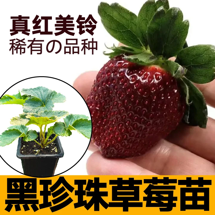 真红美铃黑珍珠草莓苗秧带土带盆红白黑奶油草莓苗四季种植盆栽苗