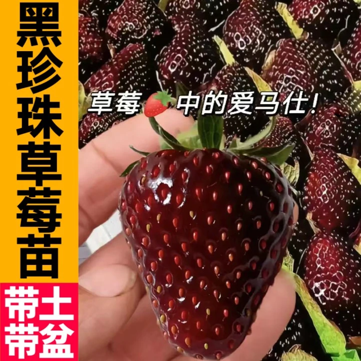 寿光对版盆栽草莓苗秧带土盆当年新苗黑白红草莓丹东红颜白雪公主