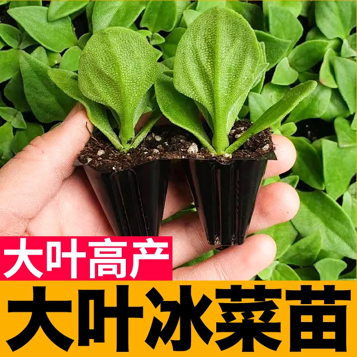 大叶水晶冰菜秧苗大苗水晶冰草种苗基地直发春秋四季阳台盆栽大苗