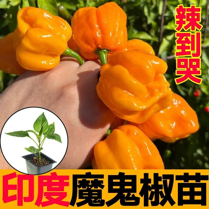 断魂椒印度魔鬼椒苗秧巨辣鬼椒朝天小米辣椒种苗春秋四季阳台盆栽