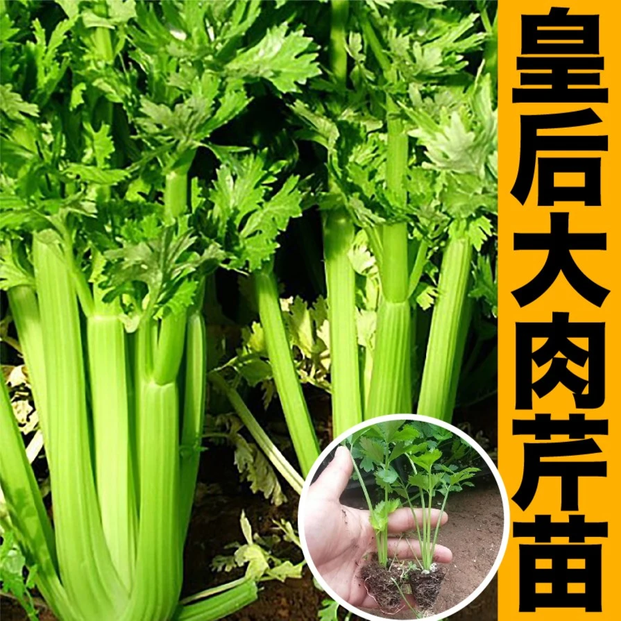 寿光皇后大肉芹菜苗秧种苗四季春秋阳台盆栽高产脆嫩小红香芹根芹