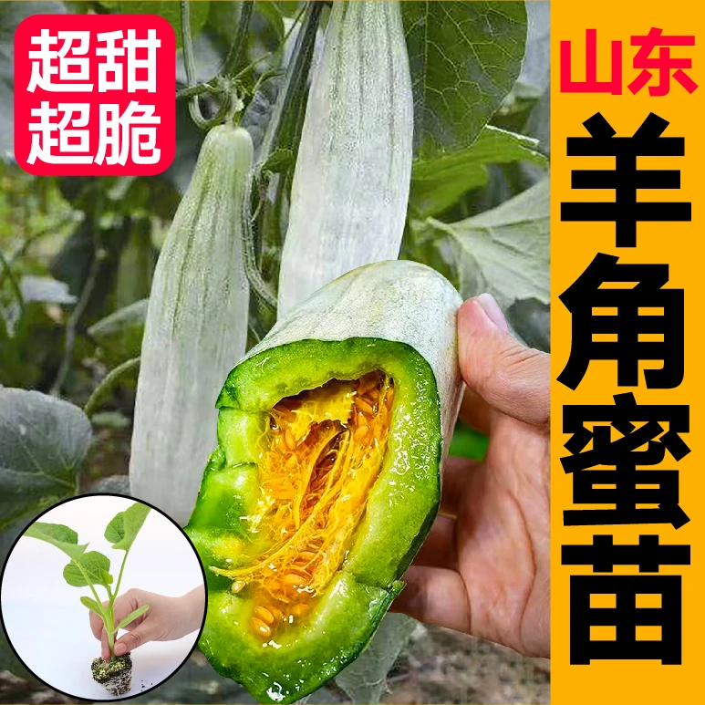 高产早熟羊角蜜甜瓜苗秧超甜脆香瓜博洋绿宝石甜瓜种子籽春秋四季