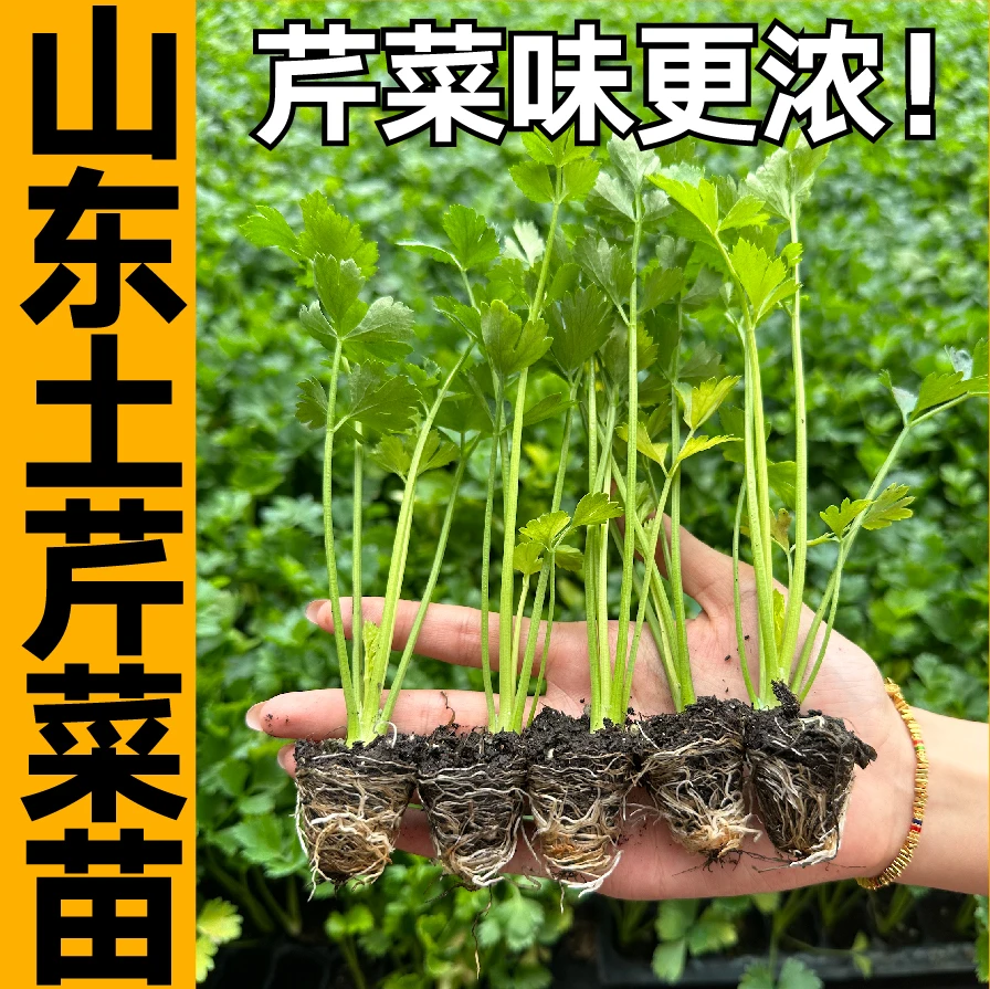 浓香山东土芹菜苗秧带土球四季春秋阳台盆栽水果西芹红芹菜种苗