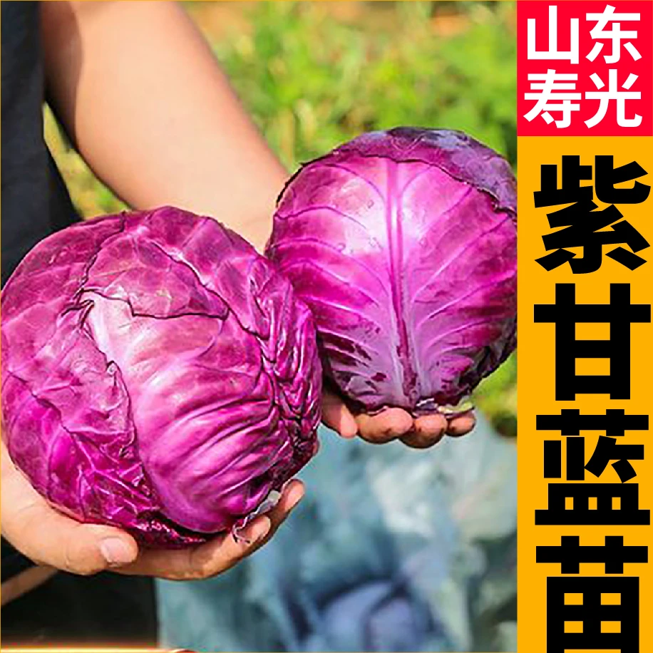 寿光紫色甘蓝苗秧带土球紫包菜有机花菜种苗耐寒耐热春秋四季盆栽