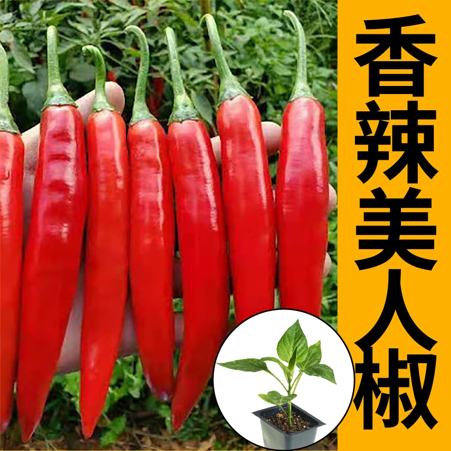 香辣美人椒秧苗辣椒种子干鲜两用春秋四季阳台盆栽朝天椒线椒菜苗