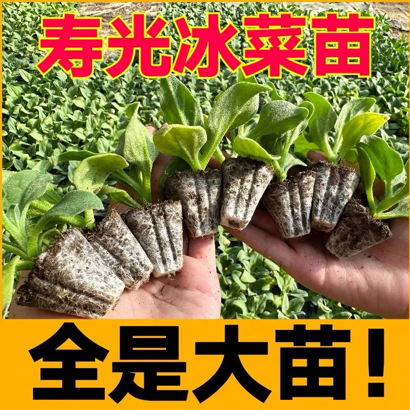 全是大苗寿光水晶冰菜苗秧大苗冰草种苗更大冰粒苗场直发四季盆栽