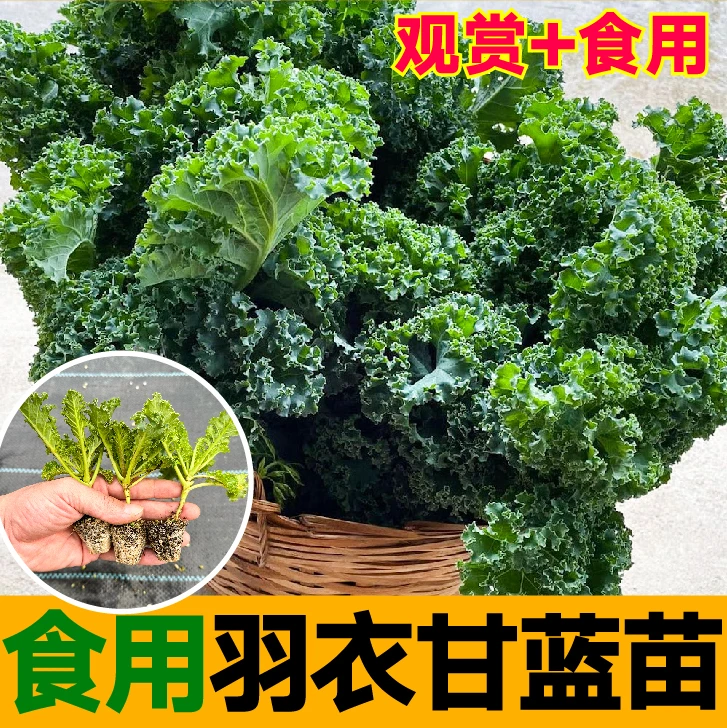 可观赏可食用绿羽衣甘蓝秧苗带土紫粉白羽衣甘蓝种子四季盆栽耐寒