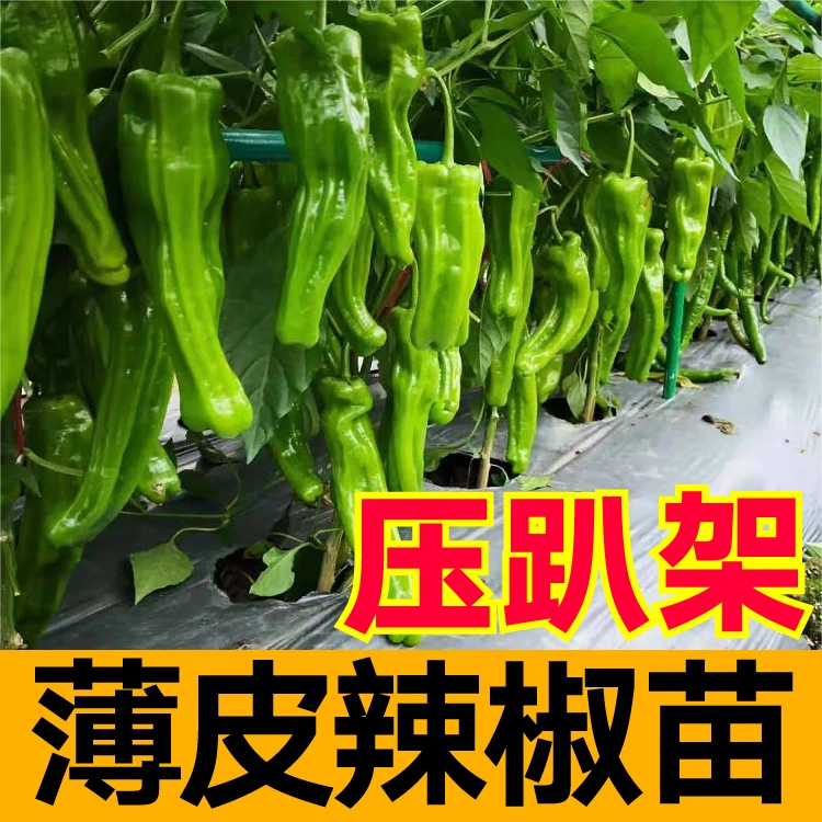压趴架大果薄皮辣椒苗秧高产盆栽阳台种子籽春秋四季青椒杭椒线椒