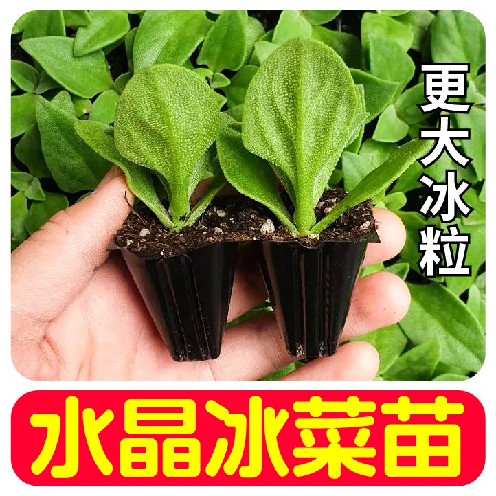 水晶冰菜苗秧带土球冰草种苗更大冰粒阳台庭院盆栽有机菜春秋四季