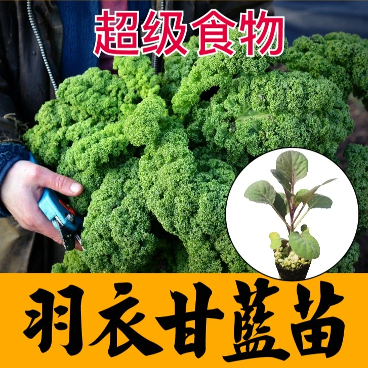 羽衣甘蓝苗秧带土食用种苗紫绿白粉红羽衣种苗籽观赏盆栽四季耐寒