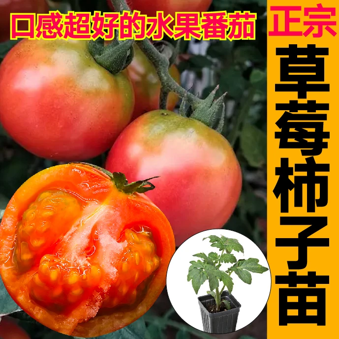 真好吃草莓柿子秧苗正宗东北铁皮柿子水果番茄绿肩西红柿种子盆栽