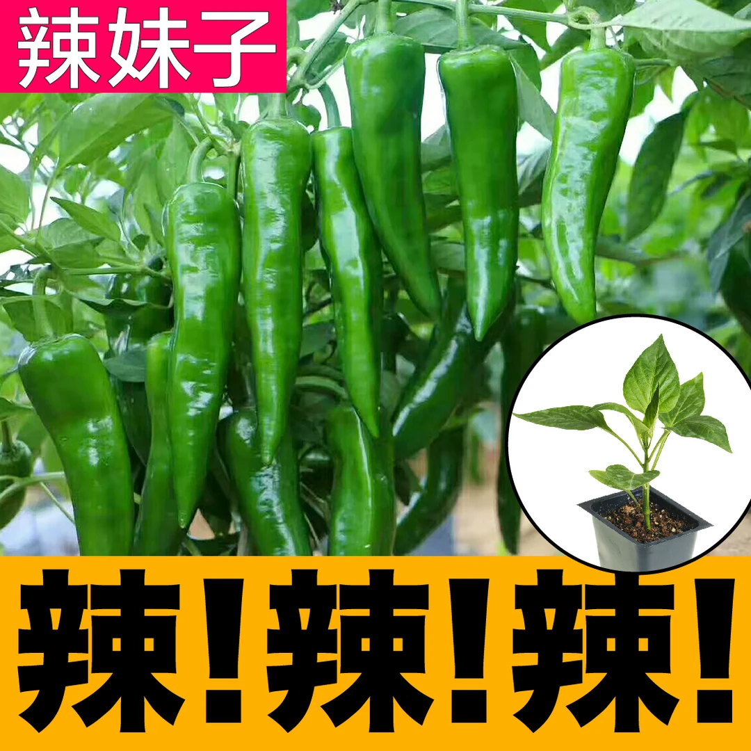 香辣辣妹子辣椒秧苗青红两用杭椒尖椒螺丝红绿辣椒种子春四季盆栽