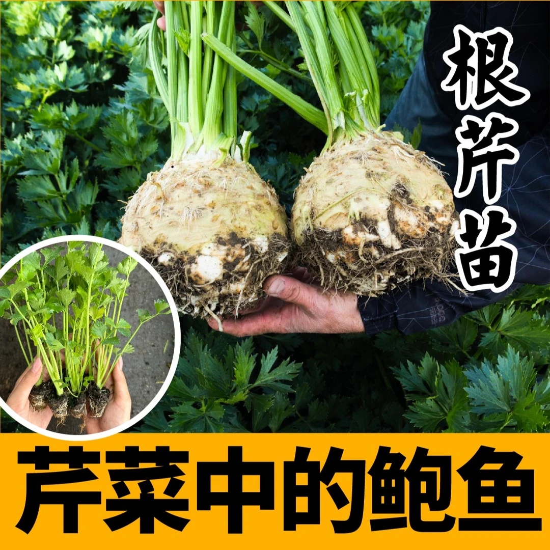 山东根芹苗秧带土球春秋四季阳台盆栽西芹香芹洋芹玻璃芹菜种苗