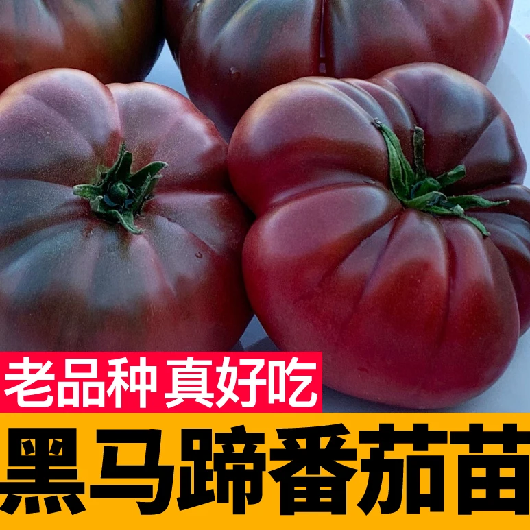 寿光黑马蹄番茄秧苗带土球黑鹅肝丑柿子西红柿种子四季盆栽蔬菜苗